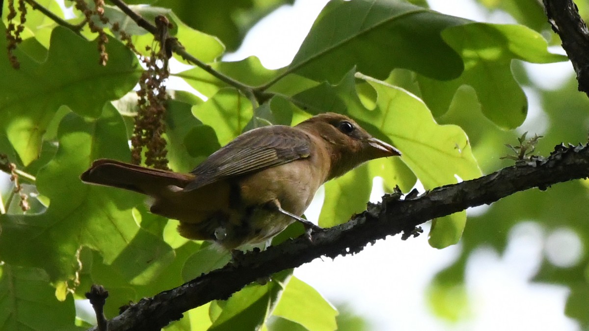 Vireo begigorria - ML631777775