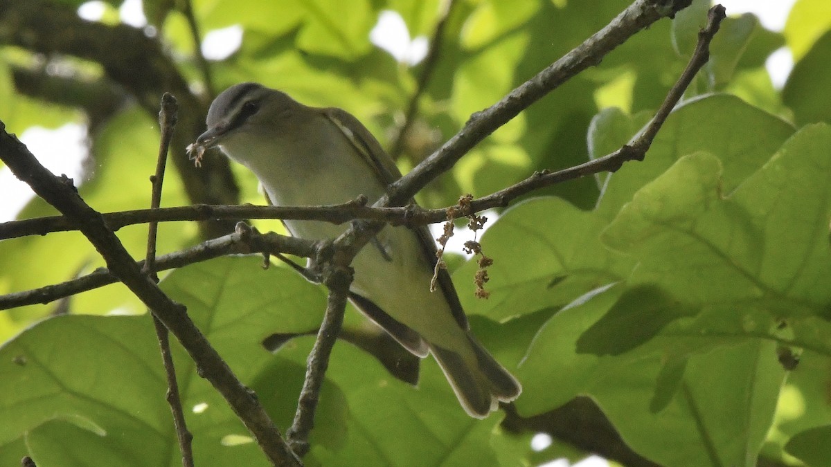 Vireo begigorria - ML631777777