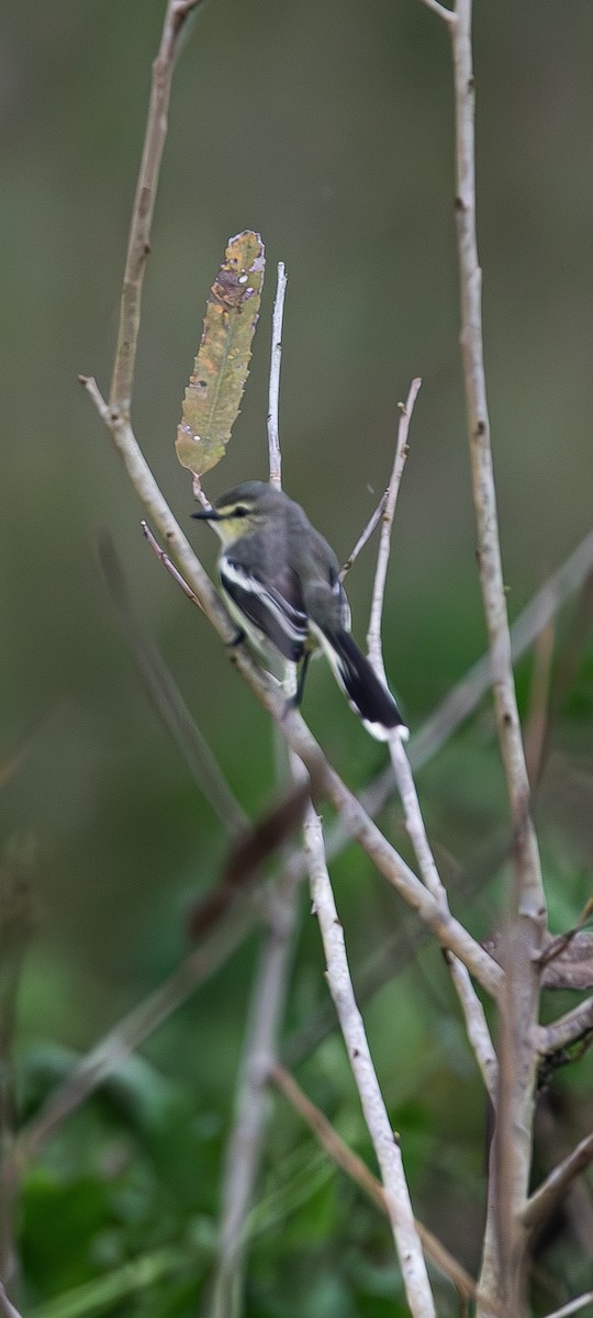 Lesser Wagtail-Tyrant - ML631777785