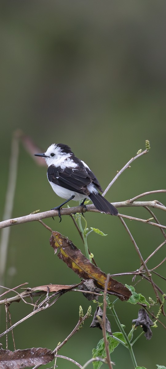 Pied Water-Tyrant - ML631777821