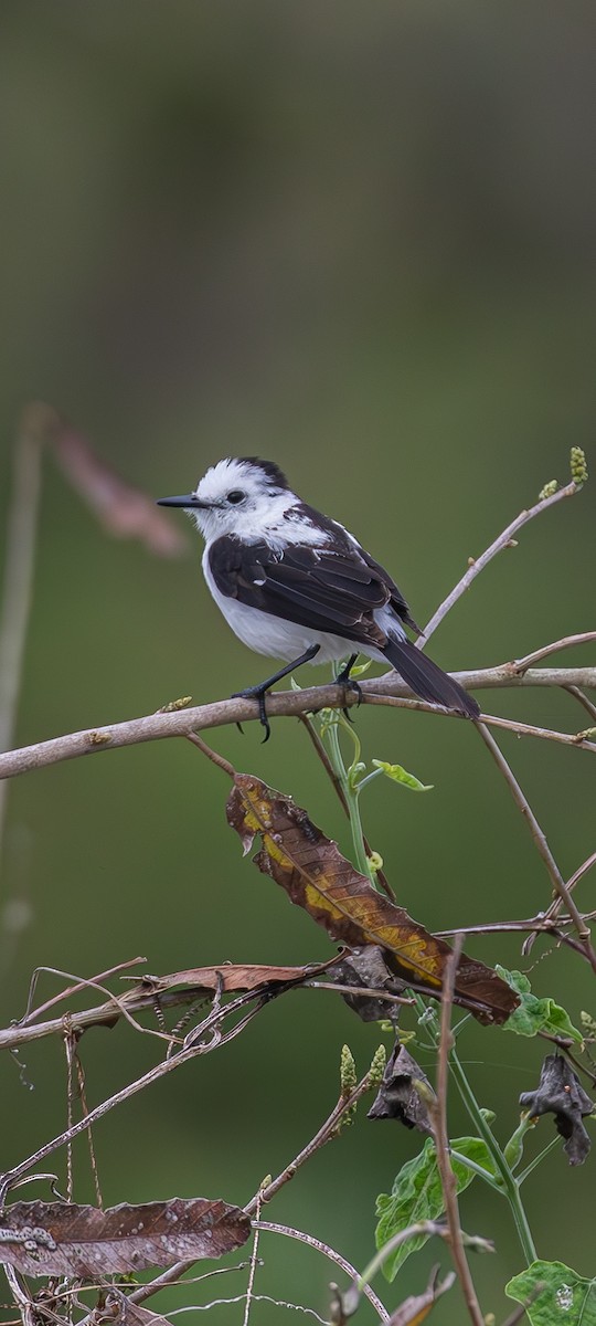 Pied Water-Tyrant - ML631777822