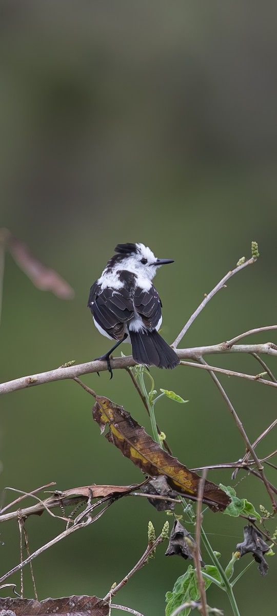 Pied Water-Tyrant - ML631777823