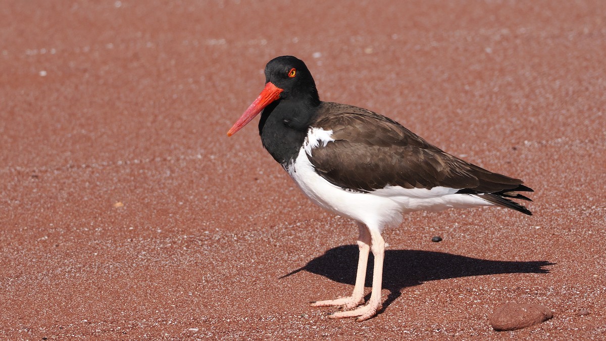 American Oystercatcher - ML631777838