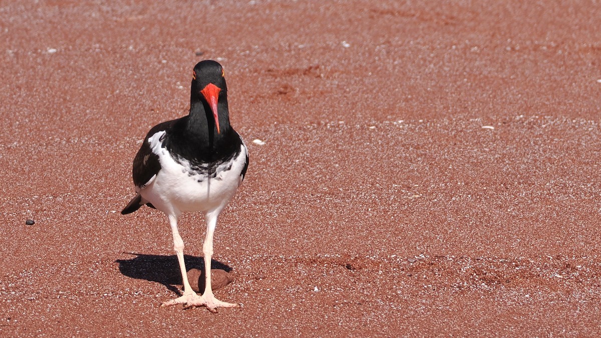 American Oystercatcher - ML631777846