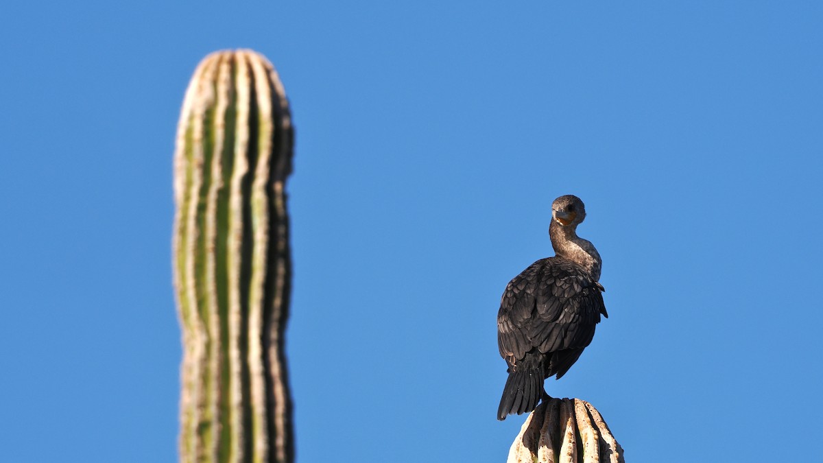 Double-crested Cormorant - ML631777852