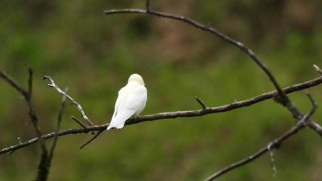 Golondrina Gorjirrufa - ML631777873