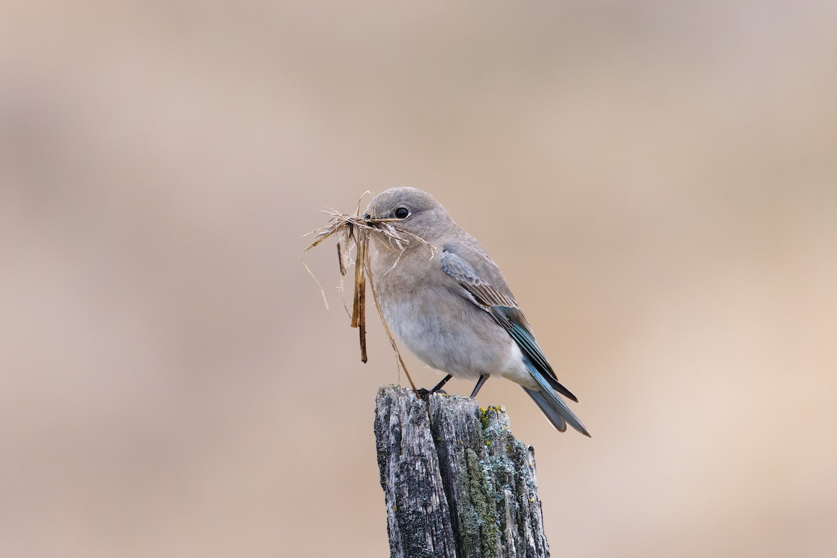 Mountain Bluebird - ML631777874