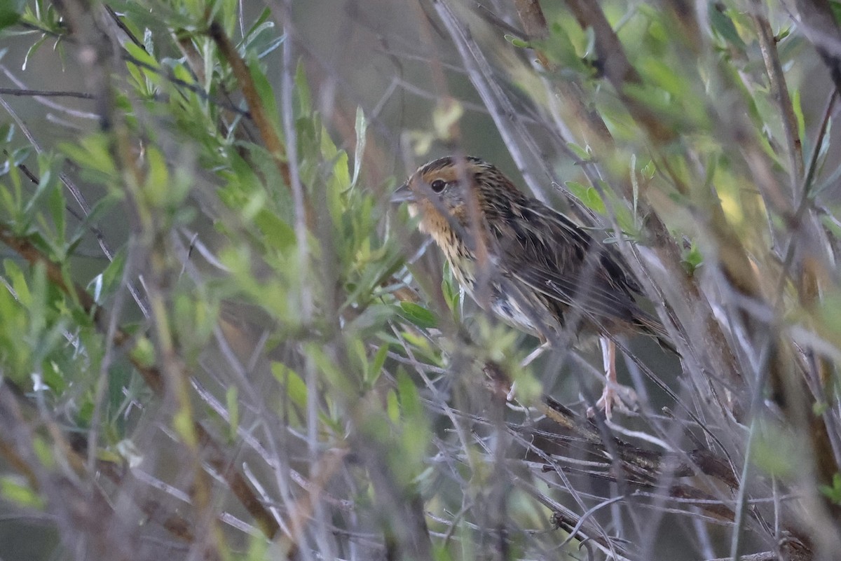 LeConte's Sparrow - ML631777912