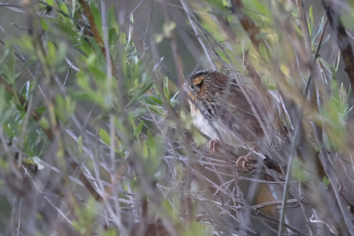 LeConte's Sparrow - ML631777913