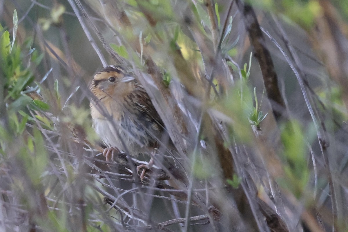 LeConte's Sparrow - ML631777914