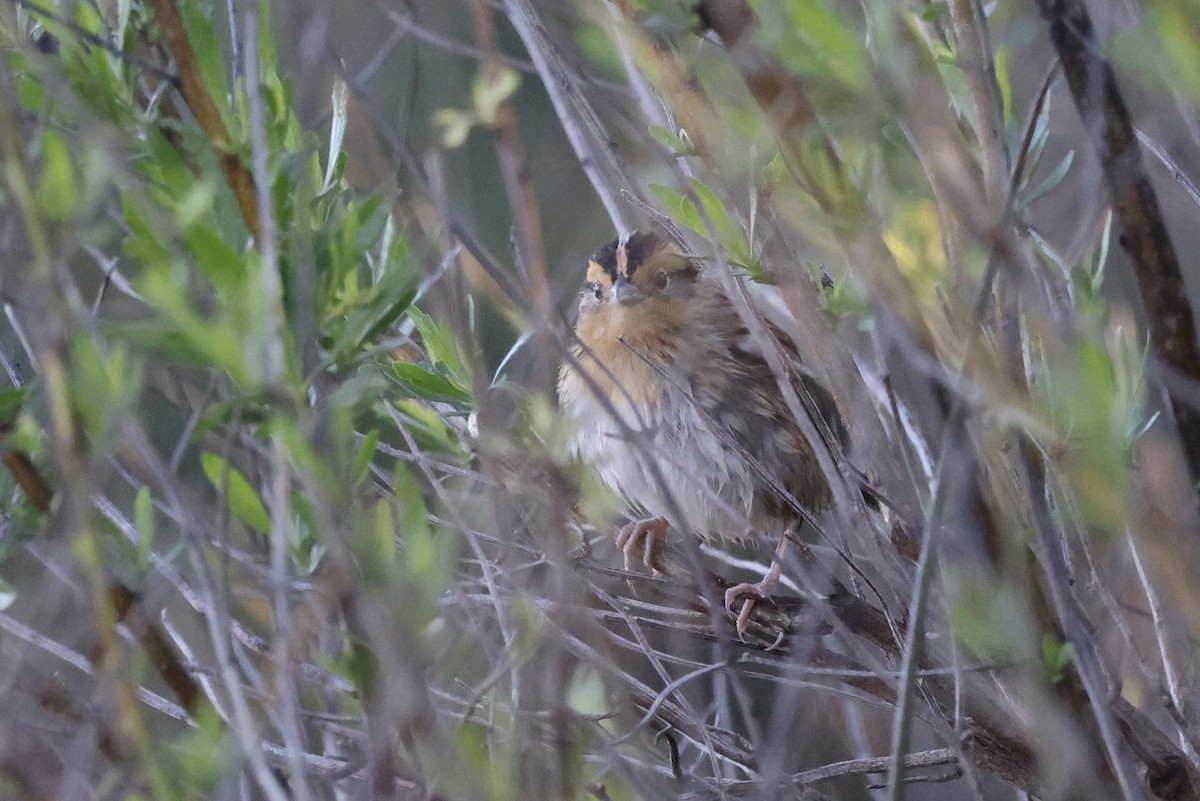 LeConte's Sparrow - ML631777915