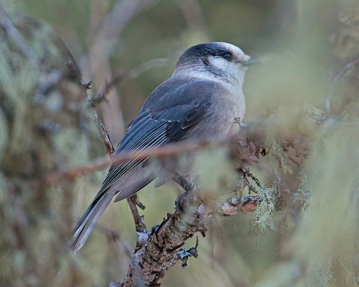 Canada Jay - ML631777926