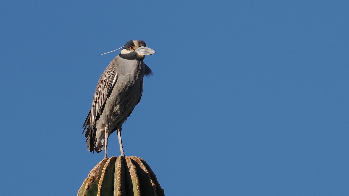 Yellow-crowned Night Heron - ML631777950