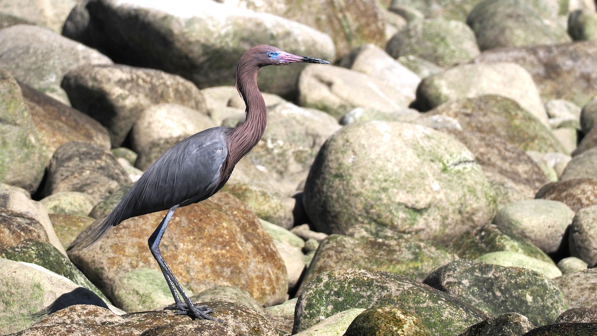 Reddish Egret - ML631777970