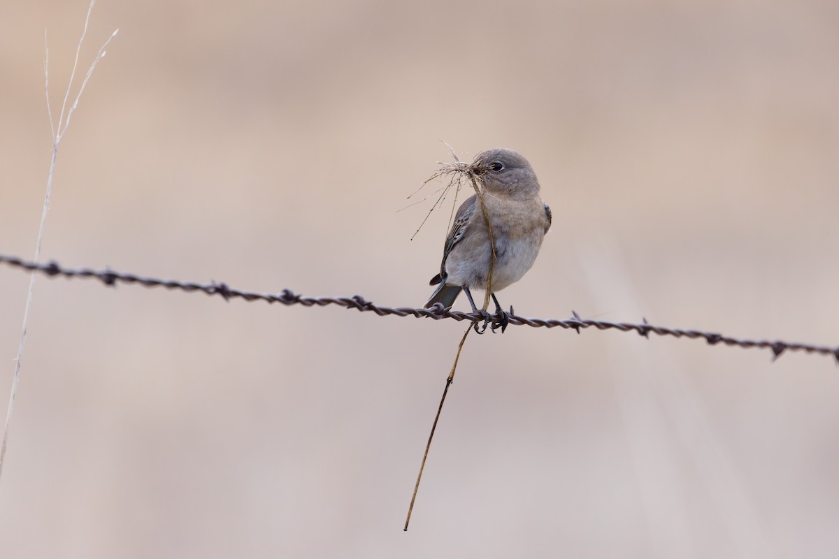 Mountain Bluebird - ML631777980