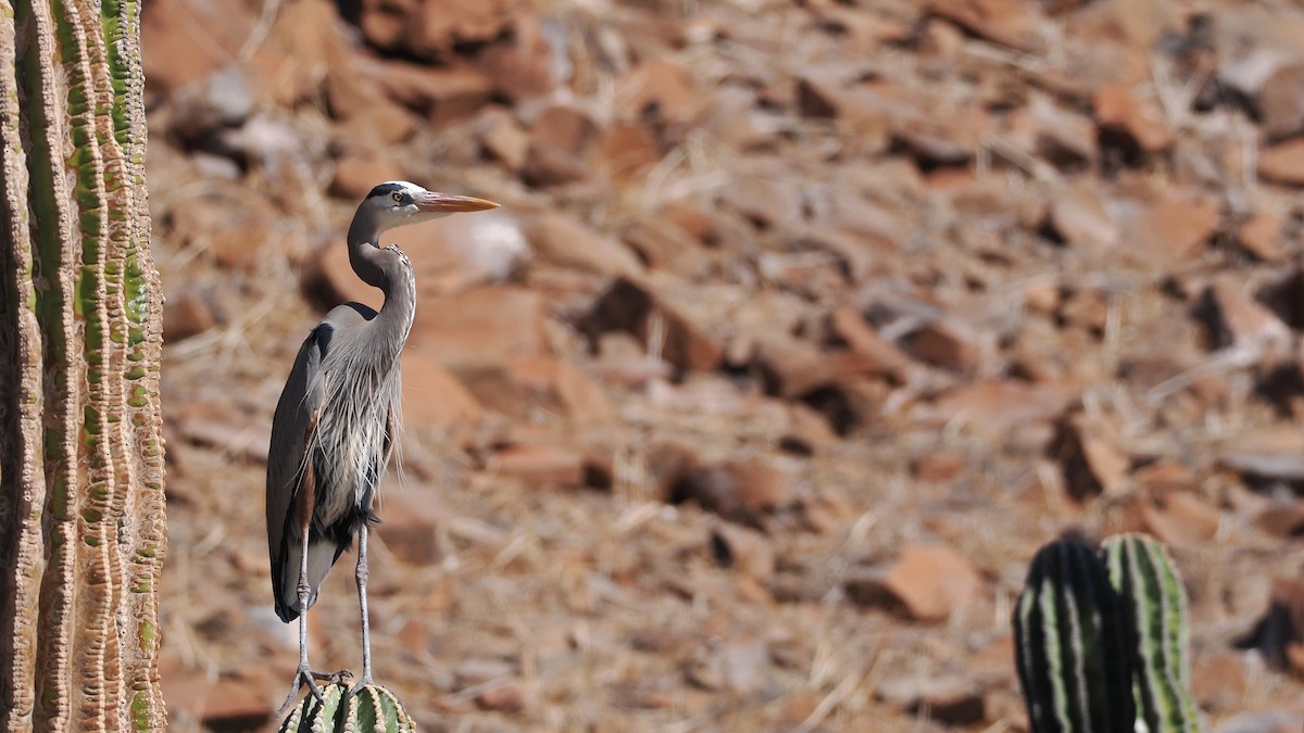 Great Blue Heron - ML631777995