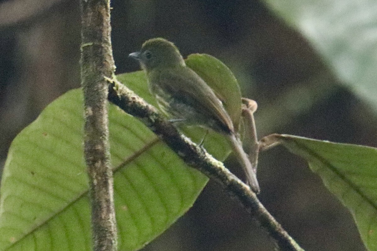 Pacific Flatbill - ML631778035