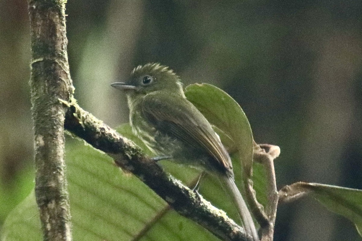 Pacific Flatbill - ML631778036