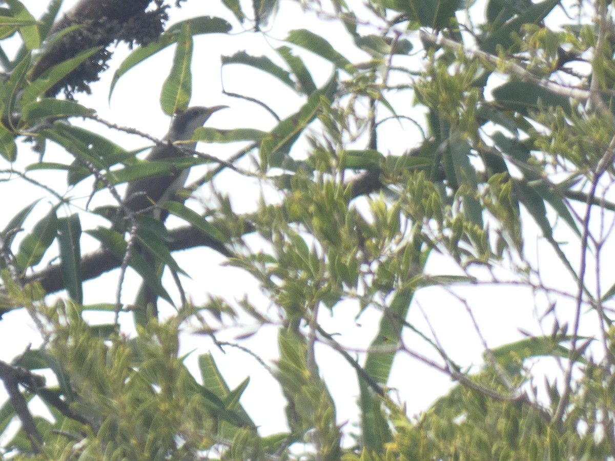 Yellow-billed Cuckoo - ML631778038