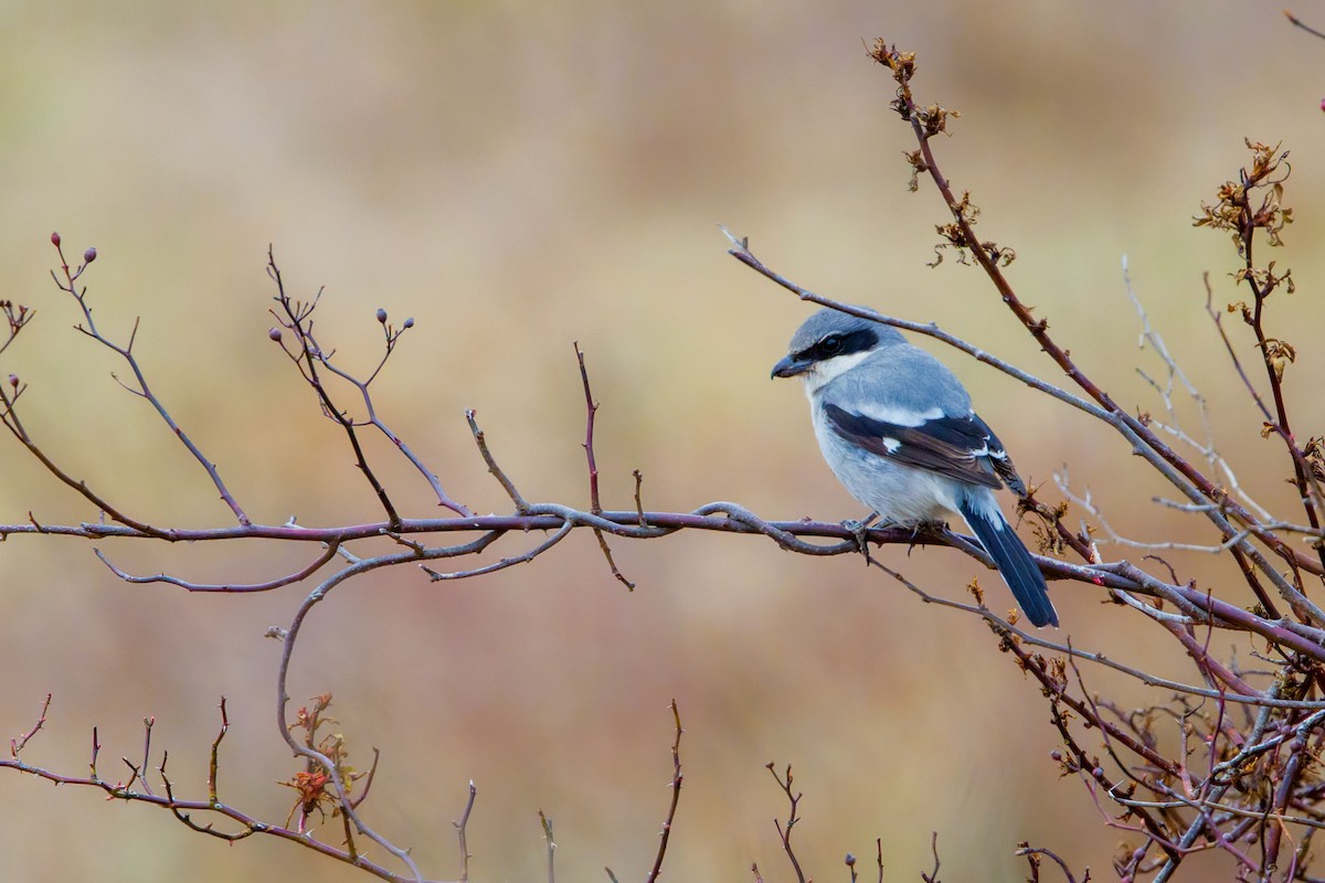 Loggerhead Shrike - ML631778099