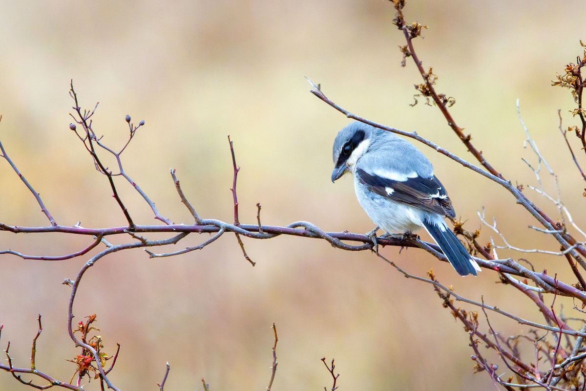 Loggerhead Shrike - ML631778101