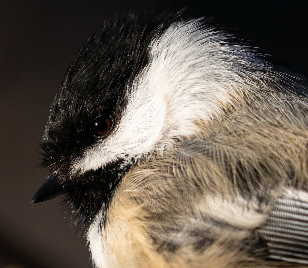 Black-capped Chickadee - ML631778103