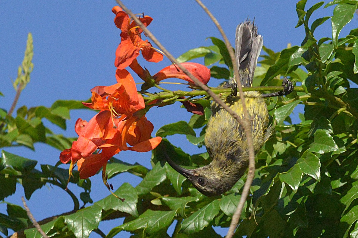 Variable Sunbird - ML631778134