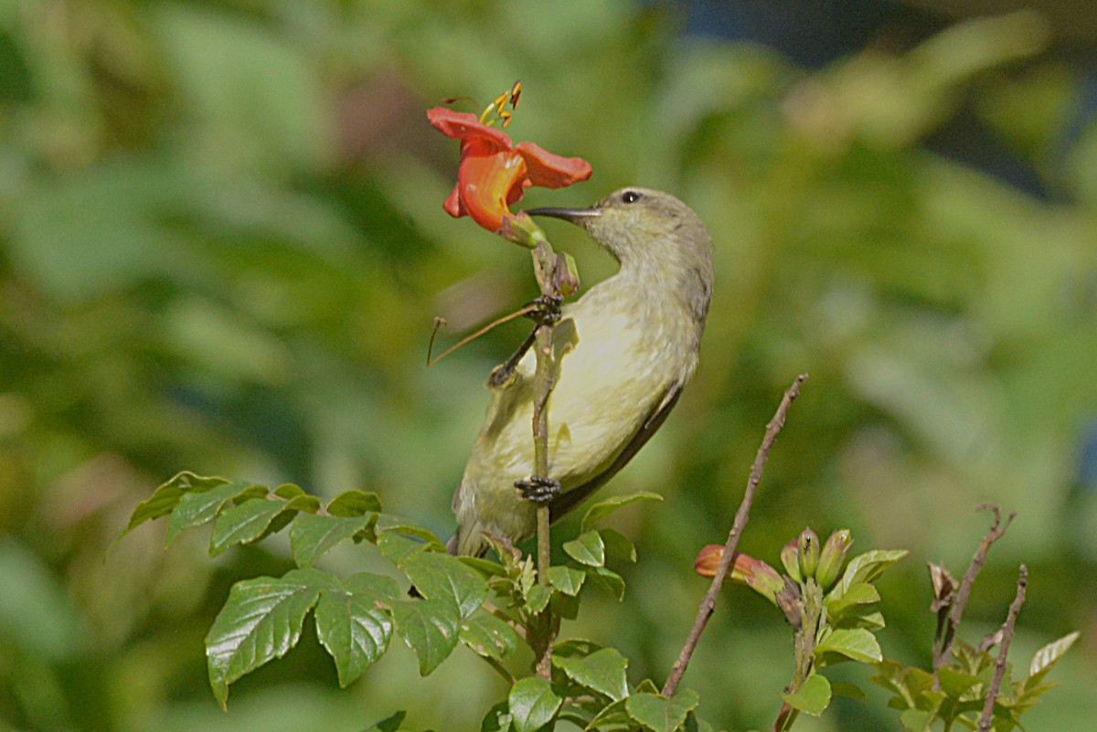 Variable Sunbird - ML631778135