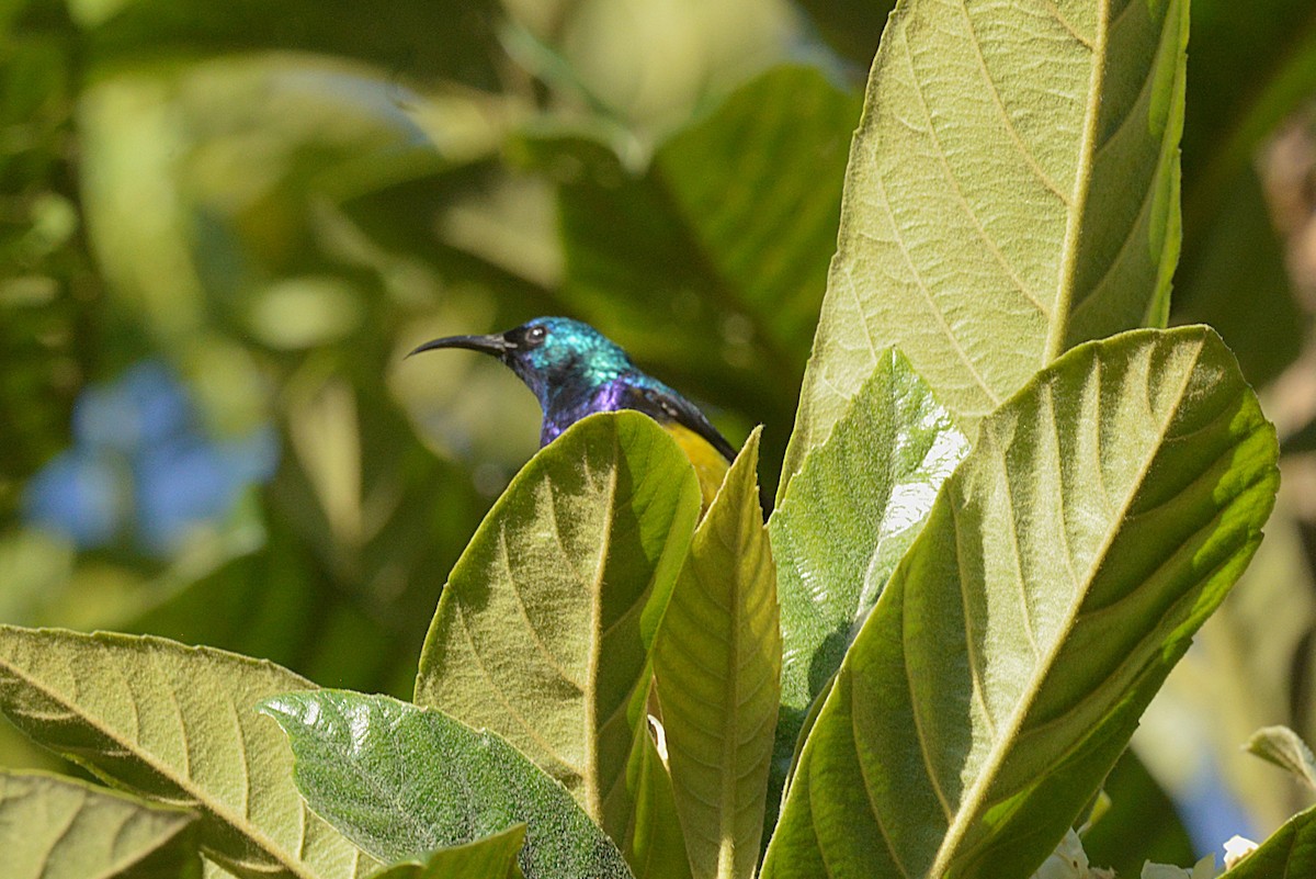 Variable Sunbird - ML631778136