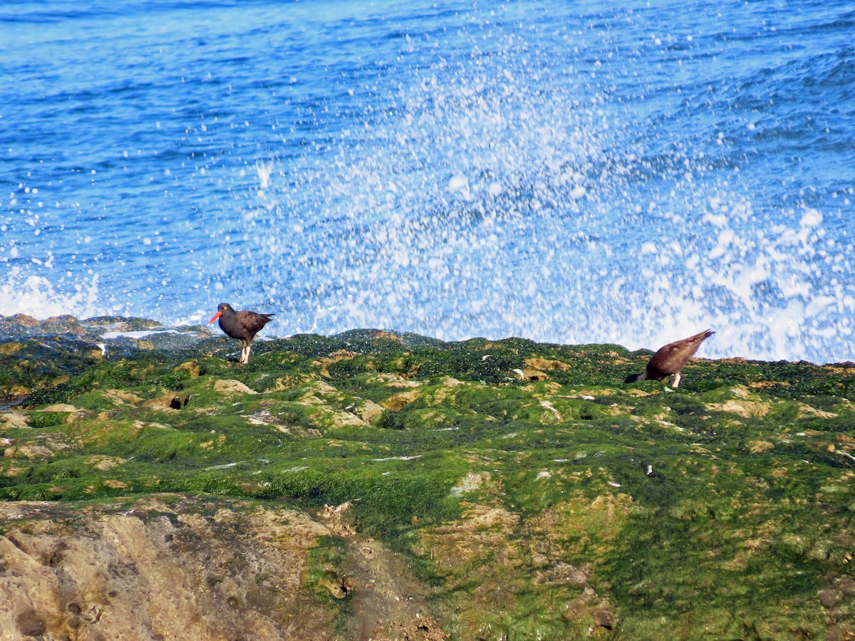 Black Oystercatcher - ML631778271
