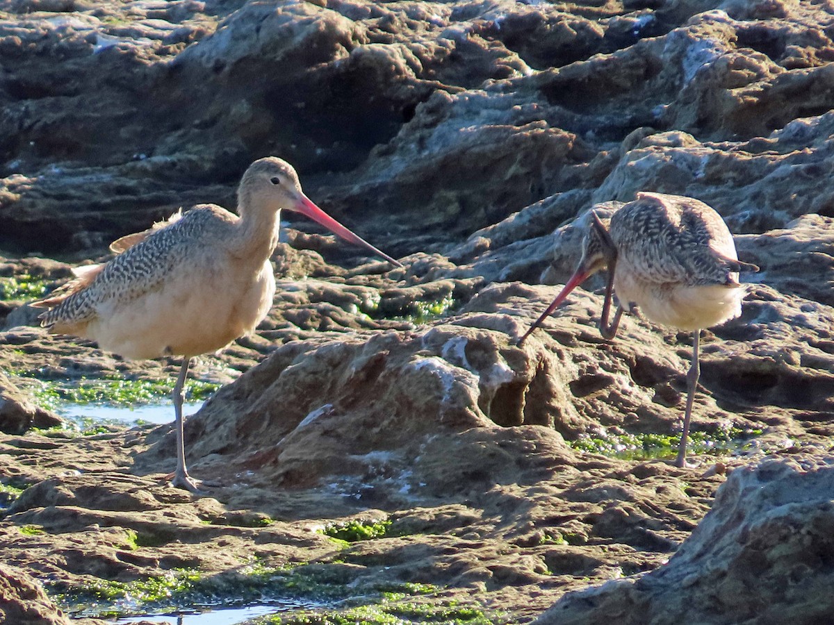 Marbled Godwit - ML631778280