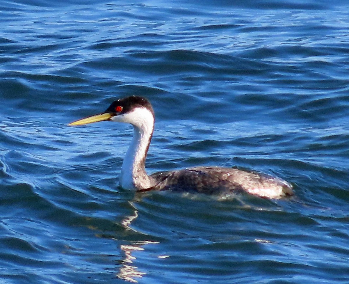 Western Grebe - ML631778285
