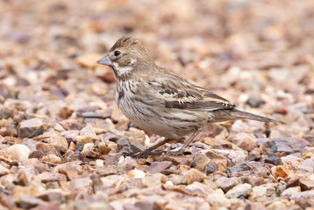 Lark Bunting - ML631778334