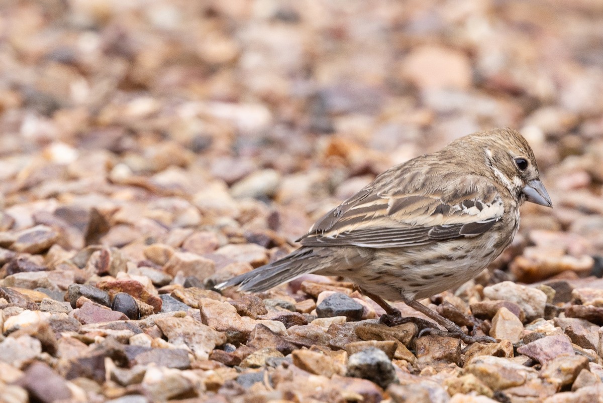 Lark Bunting - ML631778336