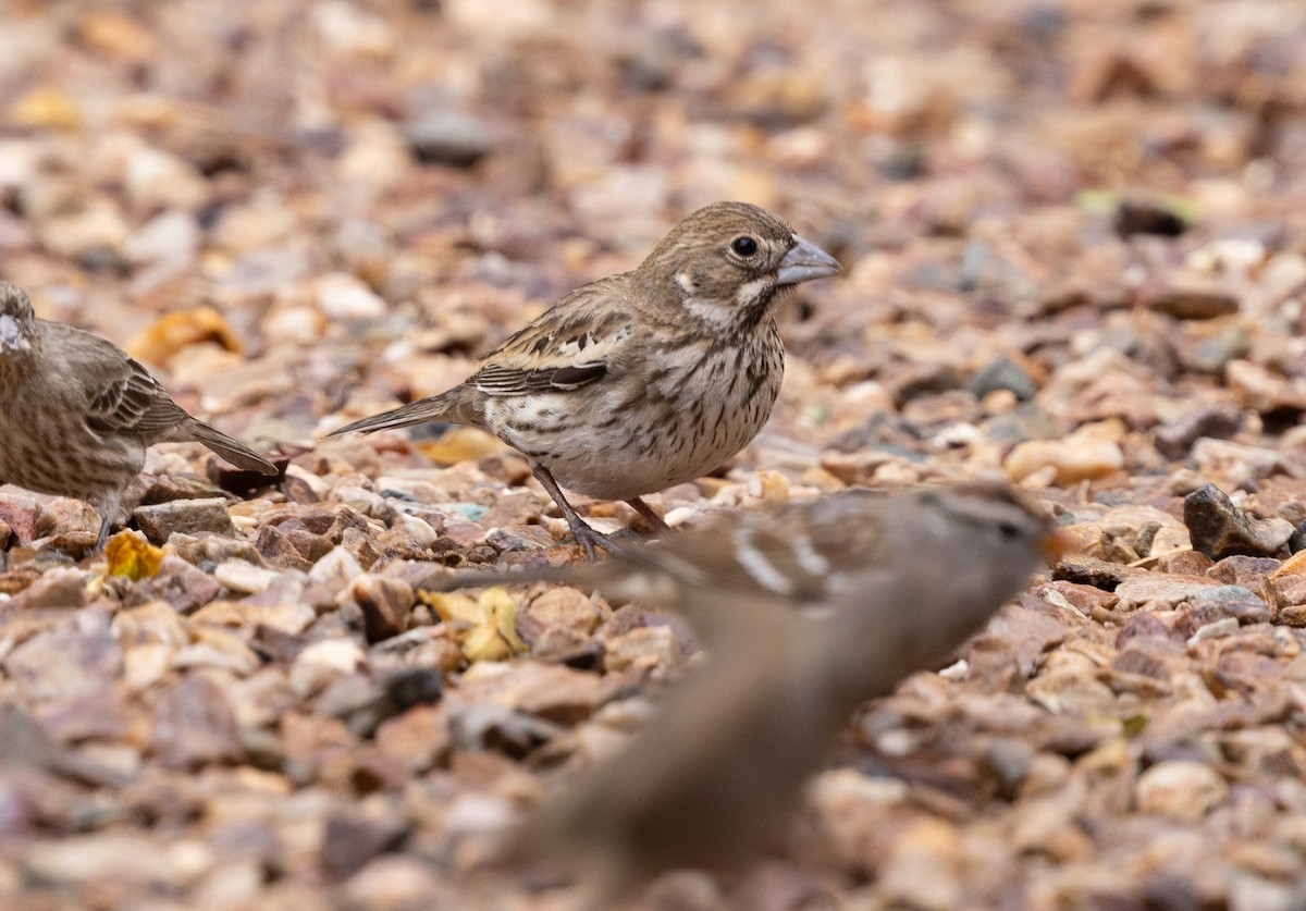 Lark Bunting - ML631778337