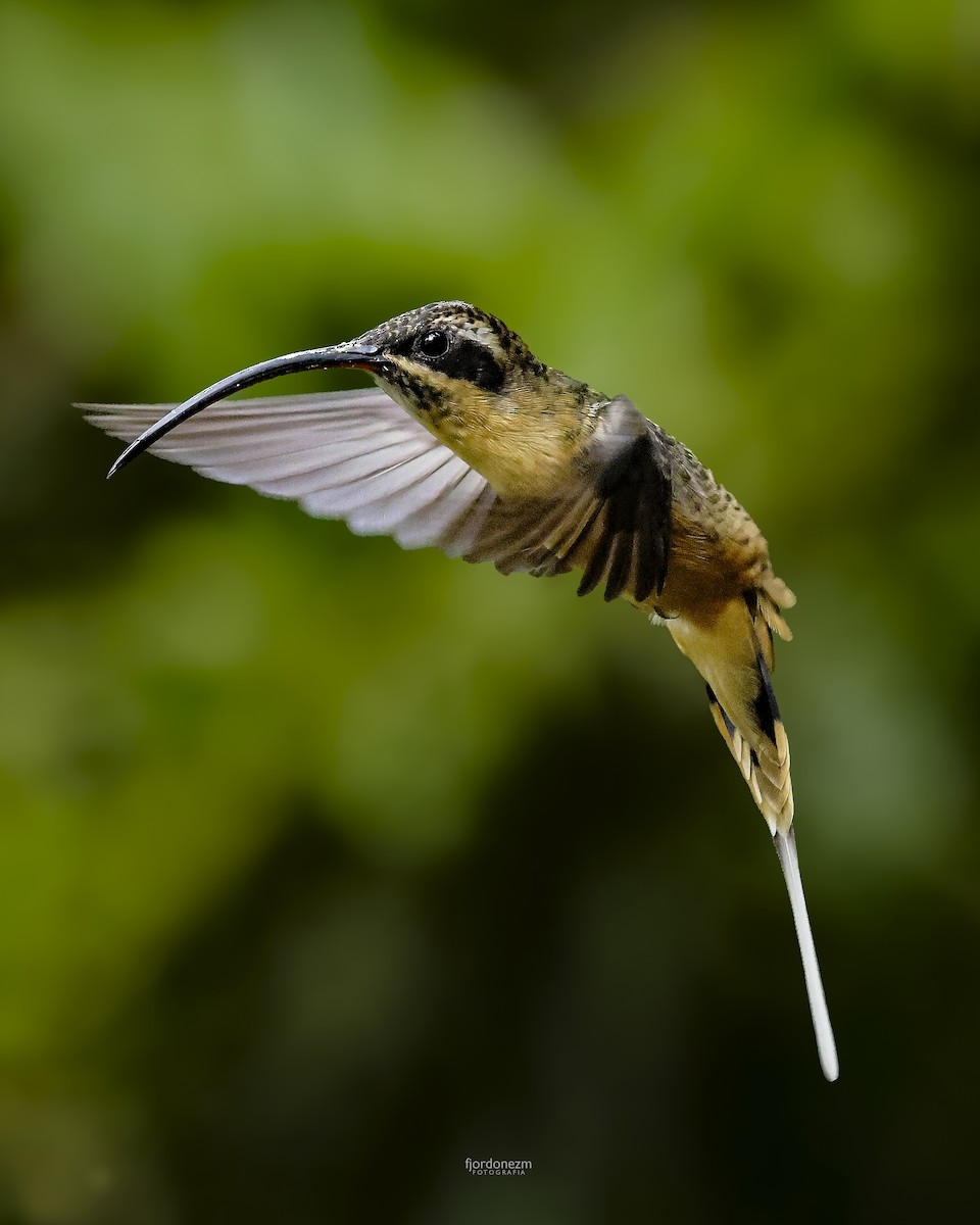 Tawny-bellied Hermit - ML631778372
