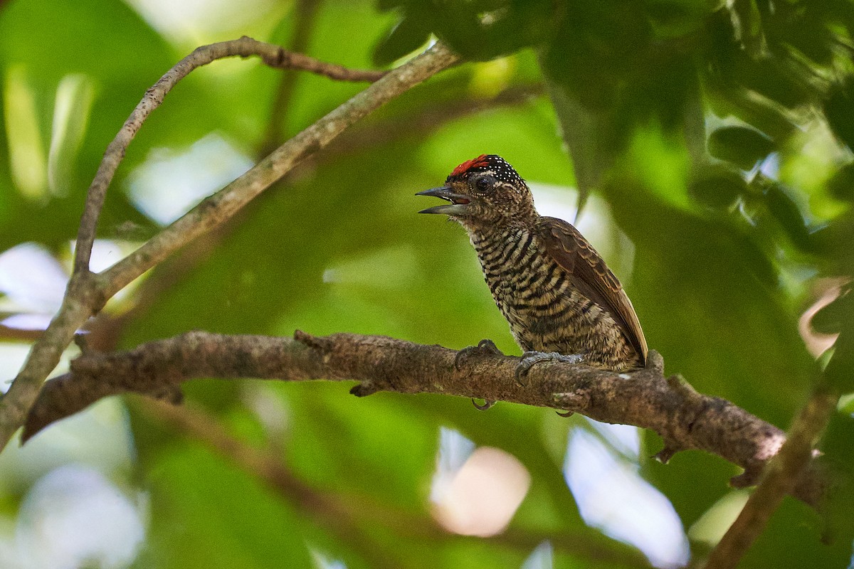 White-barred Piculet - ML631778454