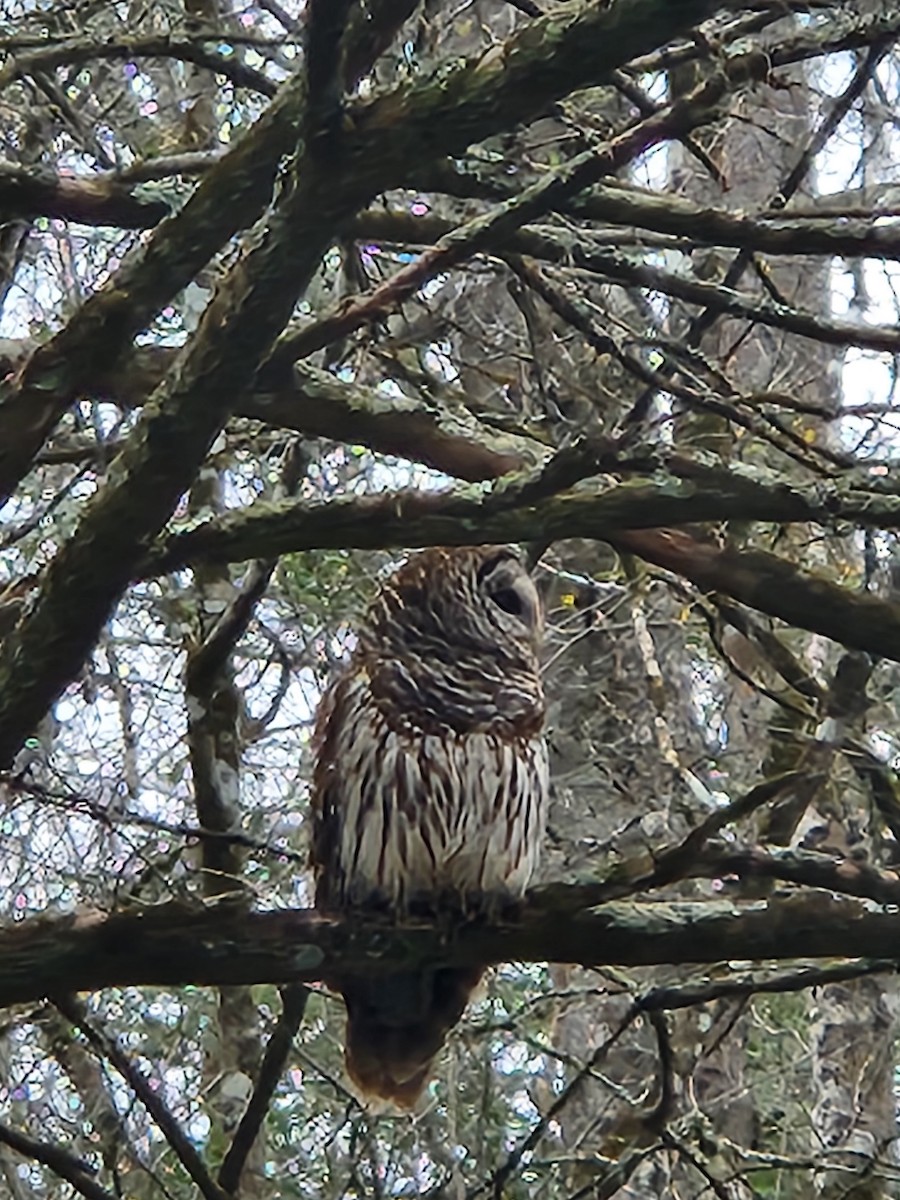 Barred Owl - ML631778486