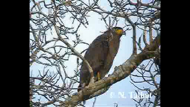 Crested Serpent-Eagle - ML631778529