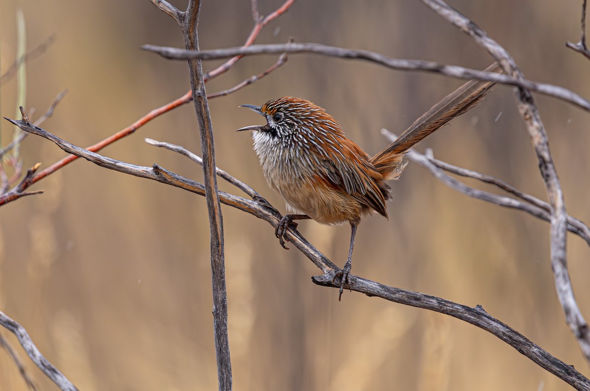 Sandhill Grasswren - ML631778649