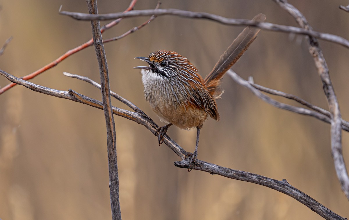 Sandhill Grasswren - ML631778650