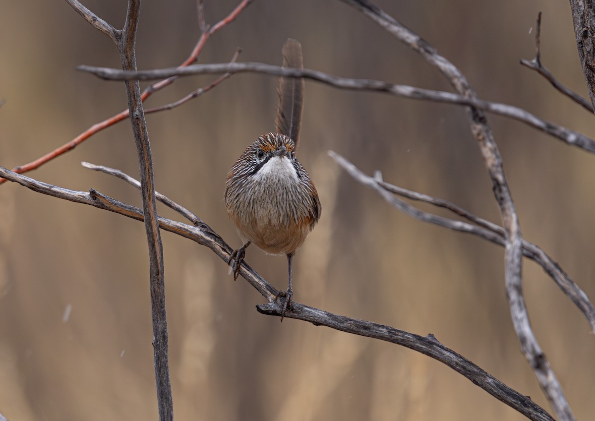 Sandhill Grasswren - ML631778651