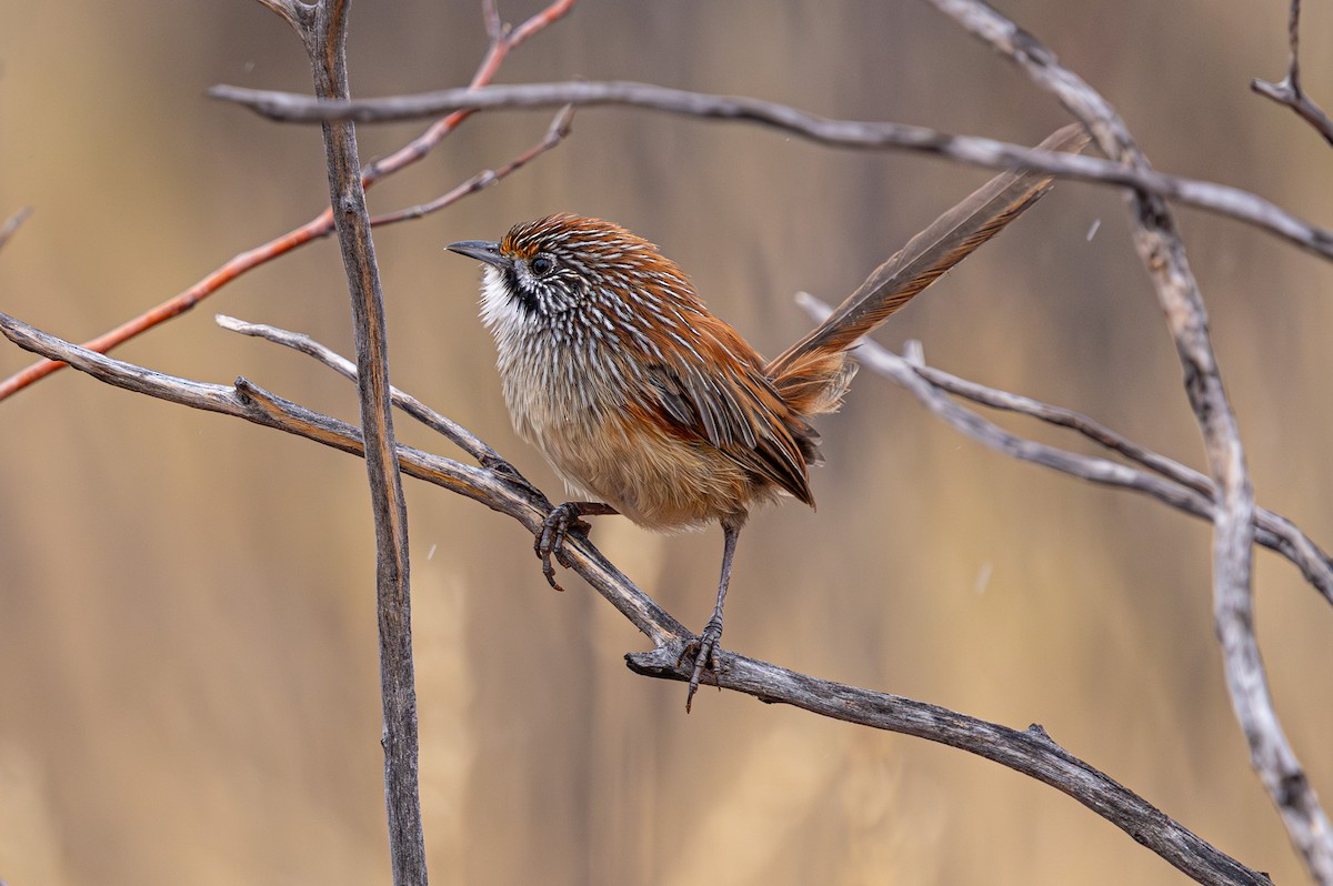 Sandhill Grasswren - ML631778652