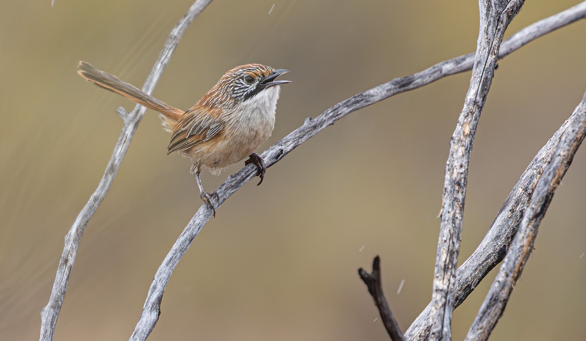 Sandhill Grasswren - ML631778656