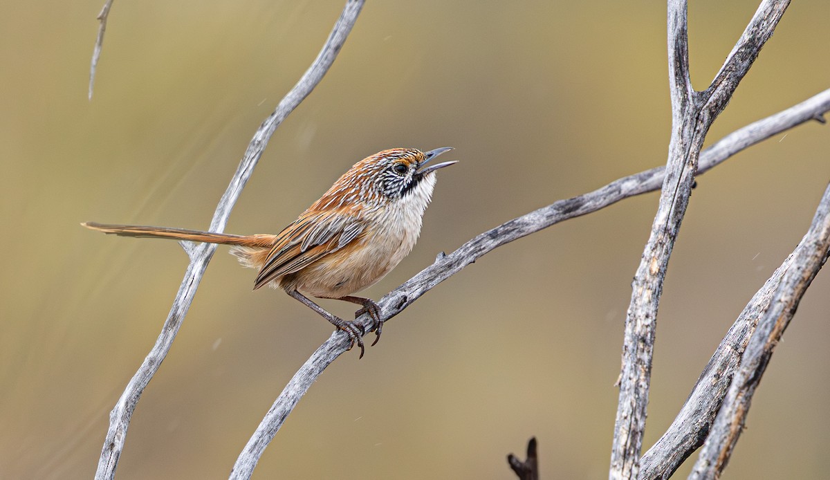 Sandhill Grasswren - ML631778657
