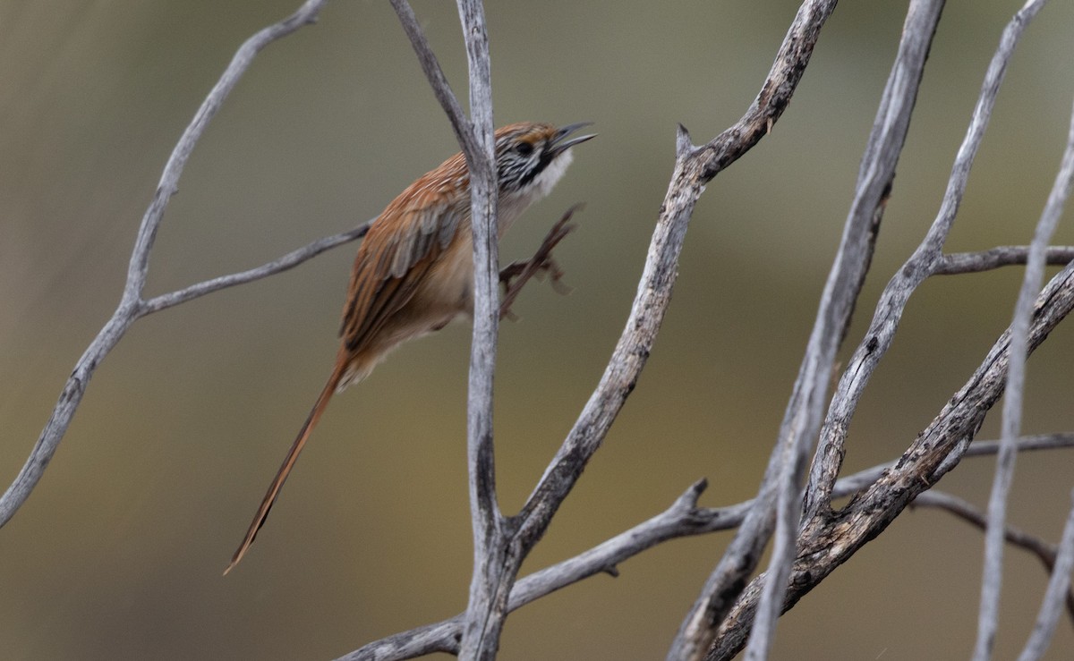 Sandhill Grasswren - ML631778658