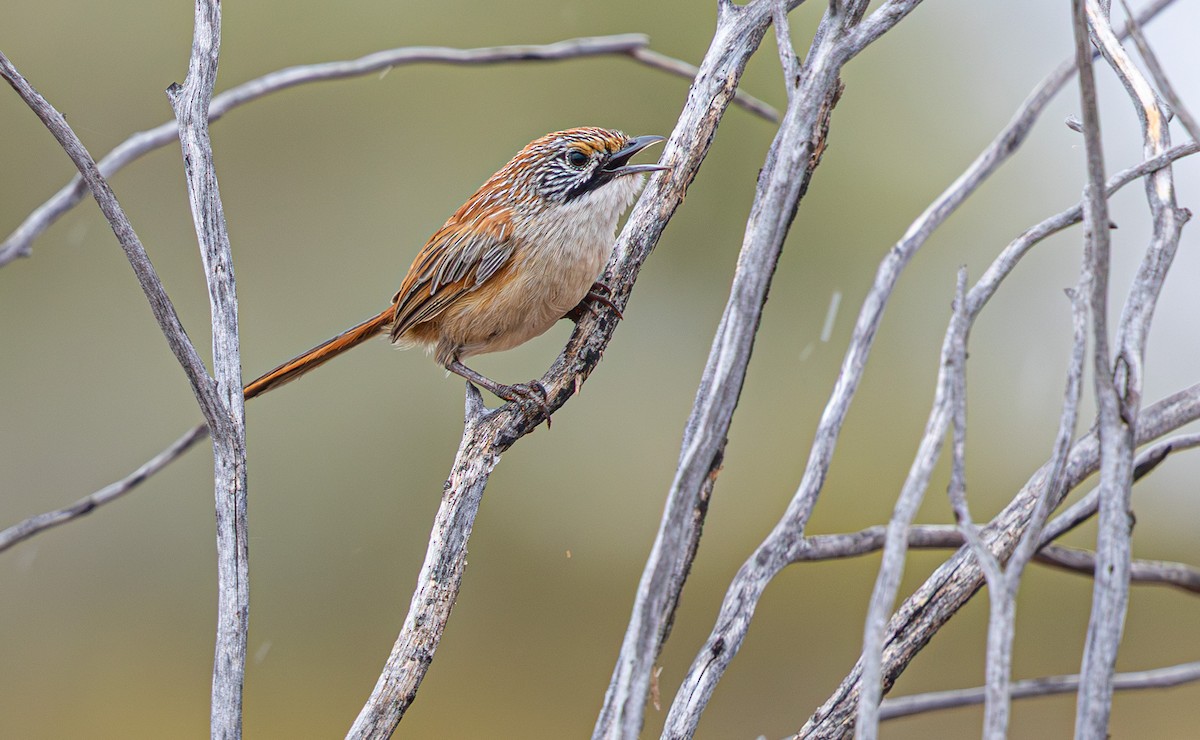 Sandhill Grasswren - ML631778659