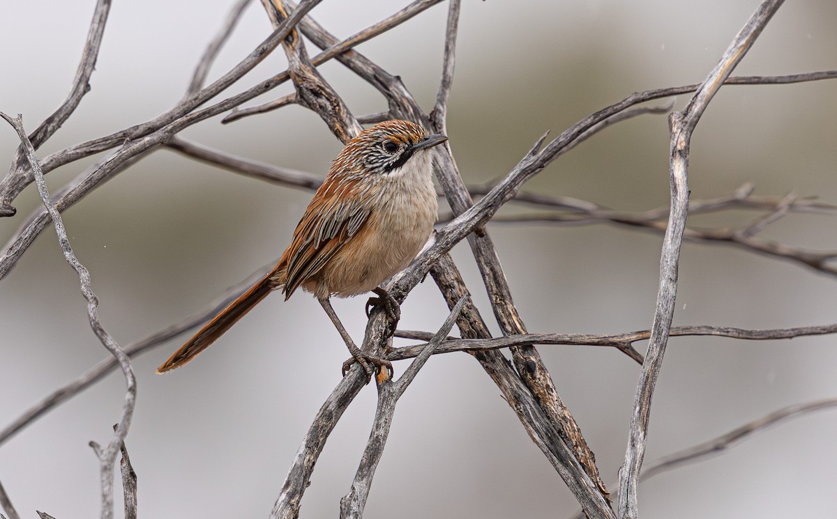 Sandhill Grasswren - ML631778673