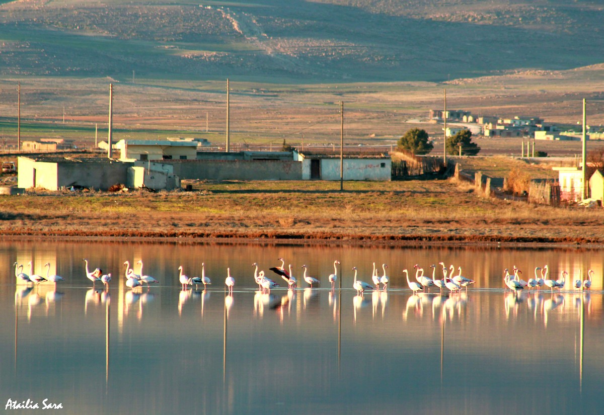 Greater Flamingo - ML63177871