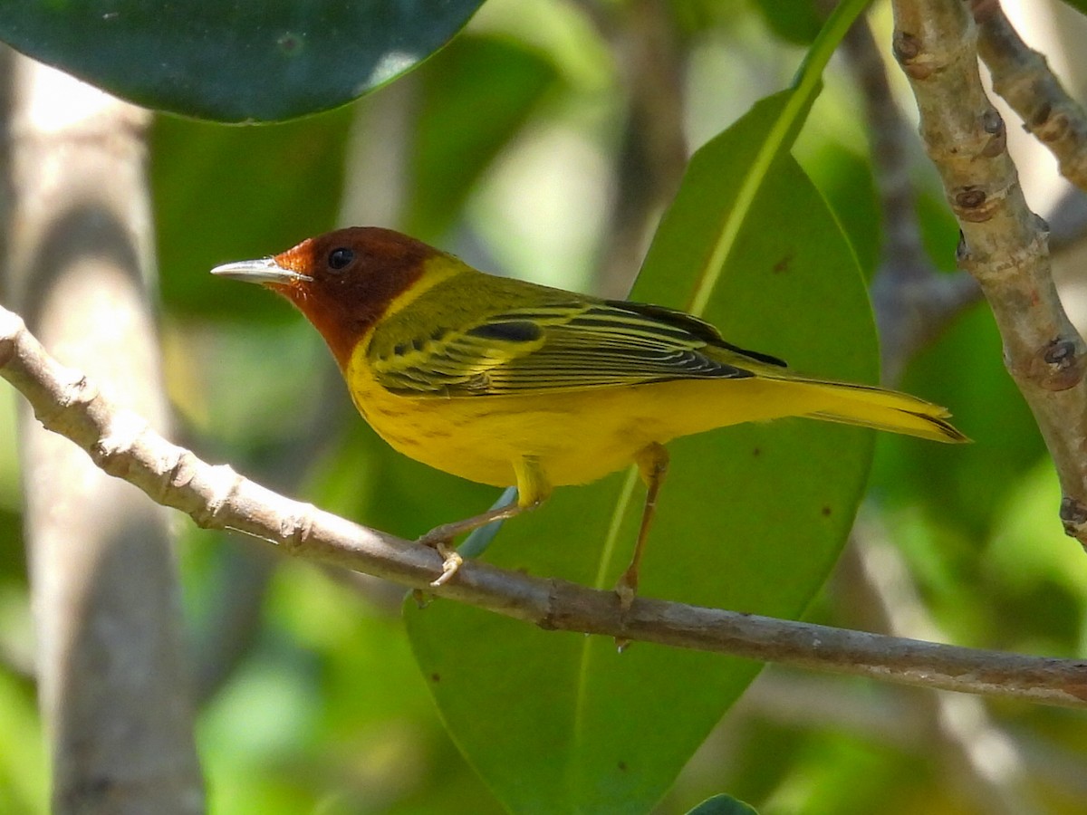 Yellow Warbler (Mangrove) - ML631778753